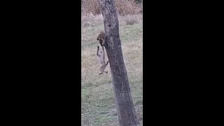 Cute little baboons playing on the tree at Djuma Waterhole [upl. by Tristam]