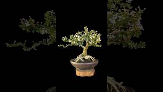 Mirten DuriMalpighia coccigera For Sale bonsai bonsaimirten mirtenduri bonsaitree shortvideo [upl. by Atterol600]