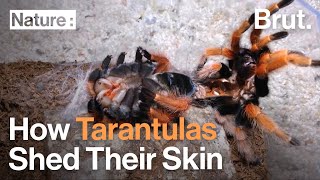 How Tarantulas Shed Their Skin [upl. by Harriett339]