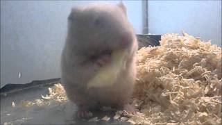 キンクマ「キャベツは飲み物です」hamster drink the cabbage [upl. by Willyt578]