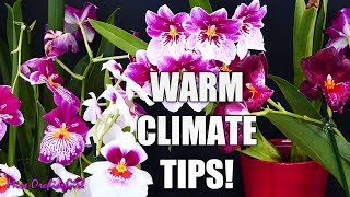 Growing Miltoniopsis in warm climates  Culture and care tips [upl. by Anaiq]