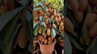 sapodilla Plant in onion get more fruit gardening [upl. by Iral893]