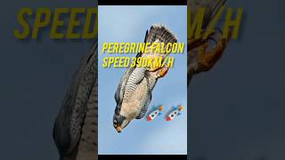 Peregrine Falcon speed 390km h shorts trending youtubeshorts peregrine falcon [upl. by Elon778]