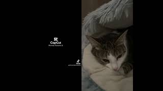 DE TODO MENTERO GATOS GRACIOSOS Y ADORABLES shorts shortvideo cats [upl. by Hagile]