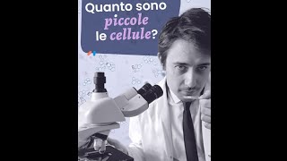 Eri piccola come una cellula  parodia di Fred Buscaglione divulcanzone [upl. by Bazluke]