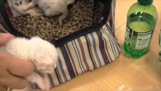 Feeding Time for 14 day old kittens from Yorkshire Cat Rescue  cutest thing in the world [upl. by Wilen]