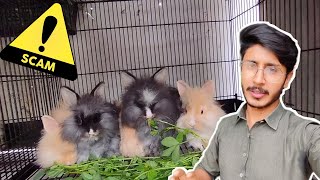 Hmaray Sath Scam Ho Gya 😥  Fancy Rabbit Setup  Daily vlog  Aftab Ahmad [upl. by Einahpats]