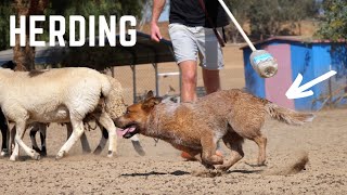 My CATTLE DOG Herding Sheep LIVE ACTION [upl. by Champaigne78]