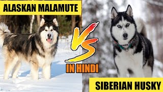 Siberian Husky Vs Alaskan Malamute  Hindi  Dog vs Dog  Comparison [upl. by Isej]