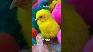 Memelihara Ayam Warna Warni Gedenya Bisa Jadi Musuh 😱 shorts [upl. by Ailugram]