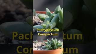 Pachyphytum 2024 succulent succulents houseplants [upl. by Yk]