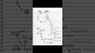 Cryptosporidiosiscryptosporidiumlife cycle of cryptosporidiumpathogenesis of cryptosporidium [upl. by Isis]