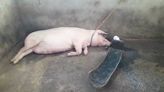 PIGGERY SMALL 🐖 business mothers pig start labor [upl. by Steck]