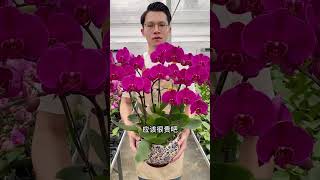 Beautiful video flowers [upl. by Ming]