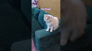 Persian Cat White love youtubeshorts viral shors mukund sable [upl. by Terrence306]