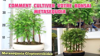 Comment Cultiver Votre Bonsai Metaséquoia  Metaséquoia Glyptostroboides [upl. by Jereme832]