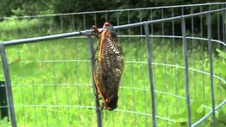 Best cicada footage of 2007 part 1 Brood VIII Magicicada Illinois [upl. by Emilia115]