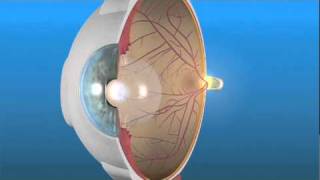 How the Eye Works and the Retina [upl. by Erialc]