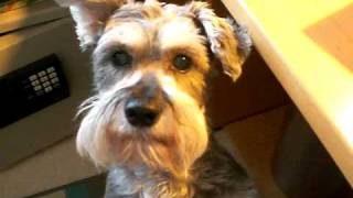 Gracie the Mini Schnauzer is Hungry [upl. by Weaks407]