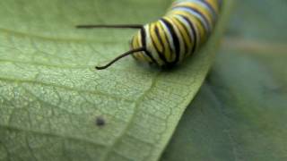 Monarch Caterpillar [upl. by Einafpets]