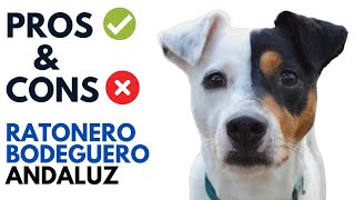 Ratonero Bodeguero Andaluz Dog Pros and Cons Ratonero Bodeguero Andaluz Advantages and Disadvantages [upl. by Kurman707]