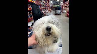 Dulux Puppy dog pets animals cute [upl. by Herod]