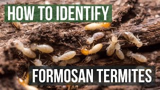 How to Identify Formosan Termites [upl. by Banwell842]