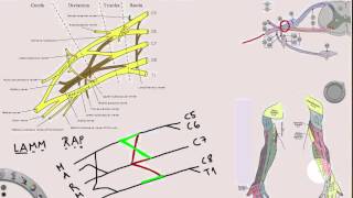 Plexus Brachialis [upl. by Ellasal]