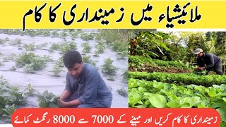 Agriculture Work in Malaysia  Agriculture Jobs in Malaysia  Malaysia Agriculture Policy [upl. by Greenleaf]