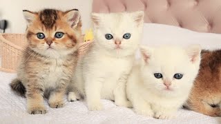 British shorthair kittens of a rare color [upl. by Stulin]