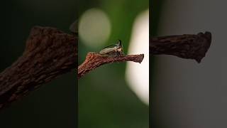 Wereng genus treehoppers family membracidae macro macrophotograpy naturephotograpy nature [upl. by Milda]