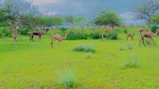 Famous Camels of World  Tharparkar Camels  Camel of Thar camel [upl. by Bathsheeb]