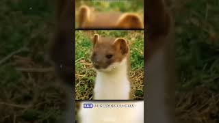 animalsfacts l The stoat  a fearless acrobat and rabbit hunter  Intresting fact about stoat l [upl. by Howland]