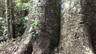 Giant FicusSandbox Tree  Nariva Swamp Trinidad [upl. by Aihsetal]