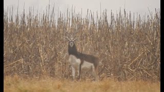 Sudamerican Outfitters  Blackbuck Hunt  Caza de Antílope de la India [upl. by Cassandra528]