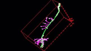 Example of 3D Tracing in Simple Neurite Tracer [upl. by Ah]