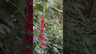 Early morning Cardinal flowers Lobelia cardinalis pondlife nativeplants redflowers [upl. by Jerroll]