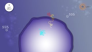 Le western blot  de la paillasse à la vidéo [upl. by Lordan]