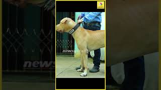 BULLY KUTTA இவன்தான் என்ன பாத்துக்குறான்  Shorts [upl. by Nioe7]