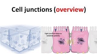 cell junction overview [upl. by Anikahs]