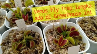 Garden Tour  Venuss FlyTrap Langka dan Mahal ada di Greenhouse ini [upl. by Thomson323]