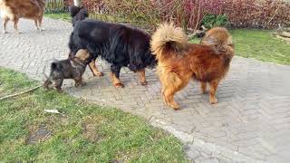 Tibetaanse mastiffTibetan mastiff Dekyi Champa [upl. by Kreis]