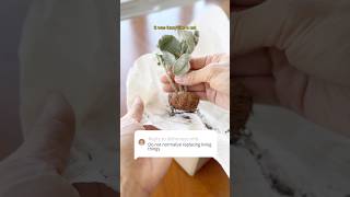 Normalize “REPLACING” PLANTS shorts indoorplants houseplants succulent tips repotting plants [upl. by Nysila]