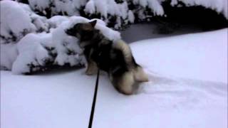 Norwegian Elkhound  Viking dog  Dyrehund [upl. by Ellecrad176]