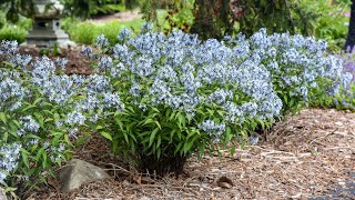 Common Amsonia Types and Varieties to Try  Walters Gardens [upl. by Snebur]