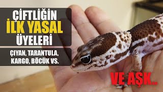 KÇ4 HAYIRDIR BİLADER SSH GECKO VAR TARANTULA VAR NE BAKIYON [upl. by Tews]