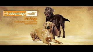 Advantage Multi for Dogs and Cats by Bayer Heartworm Prevention [upl. by Zeiler]