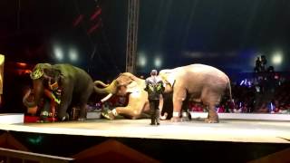 2015 UniverSoul Circus  Dancing Elephants [upl. by Iuq]