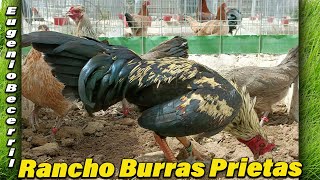 Para Show Beautiful Birds Rancho Burras Prietas  Eugenio Becerril Farm [upl. by Denice525]