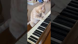 Cat Plays Piano 🎹 cats piano [upl. by Aihtennek]